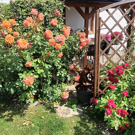 Roze * Ustka